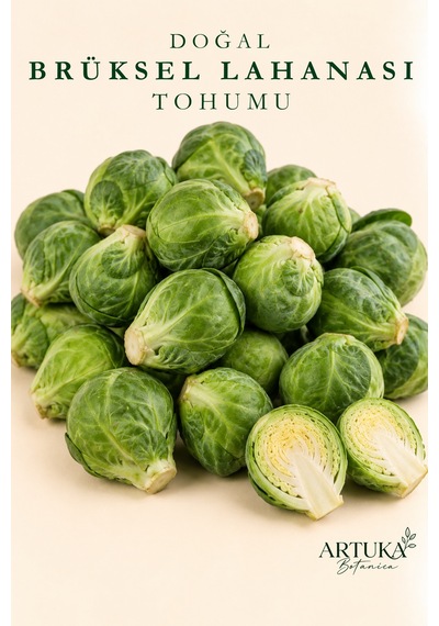 Doğal Brüksel Lahanası Tohumu 100 Ad Ata Tohum