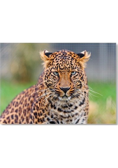 Cakasepetim Genç Leopar Ahşap Mdf Tablo