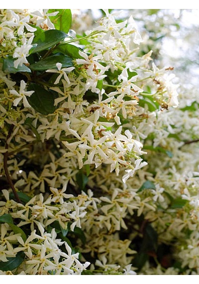 Videolu Yoğun Kokulu Arap Yasemin Çiçeği 1 Adet Saksılı/ Tüplü 40-50 Cm Star Jasmine