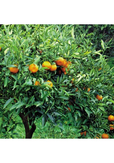 Nu-ka Defne Kırmızı Mandalina Yağı 5 ML