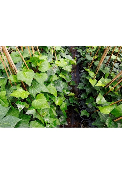 Hedera Helix Orman Sarmaşığı 100-150 Cm 20 Adet