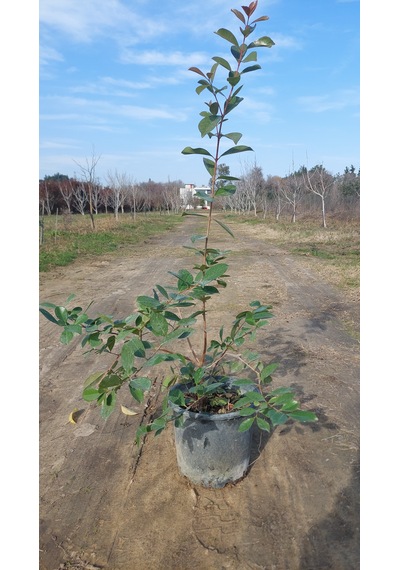 Çilek Guavası Fidanı 6 Yaş 150 Cm