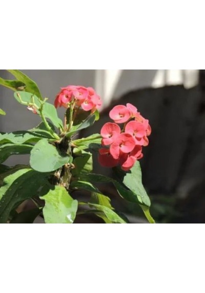 Serada Decor Plant Kırmızı Dikenler Tacı 30cm 40 Cm Saksılı