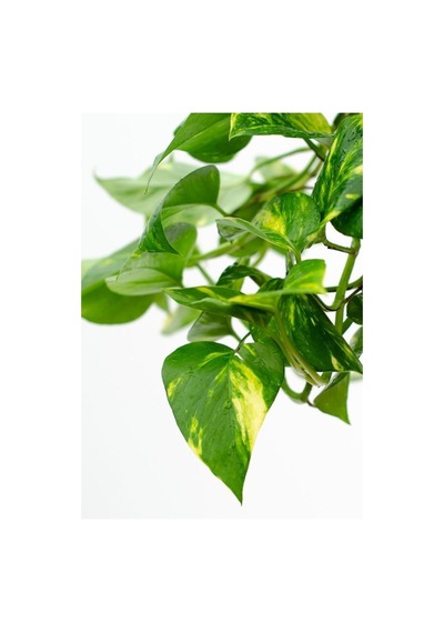 Videolu Pothos Salon Sarmaşığı 1 Adet Saksılı 20-40cm Iç Mekan Ev Salon Bitkisi Epipremnum Aureum
