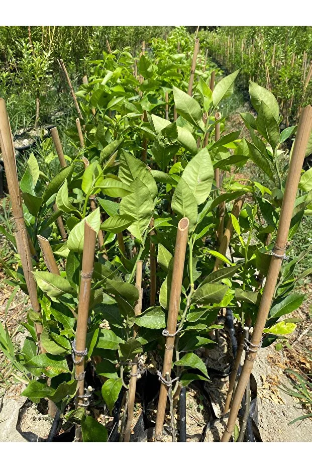 Yediveren Limon Fidanı 1 Yaş 100 Cm Tüplü Canlı Ve Sağlıklı