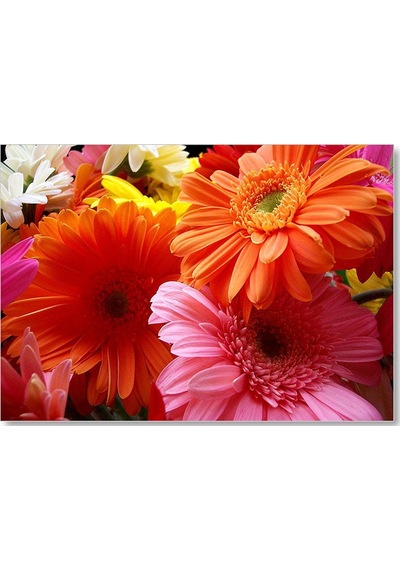 Cakasepetim Gerbera Çiçekleri Turunculu Pembeli Ahşap Mdf Tablo