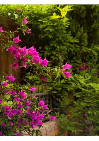 1 Adet Pembe Renk Begonvil Çiçeği 30-45 Cm Saksılı Çiçekli Bodur Bitkiler Bougainvillea