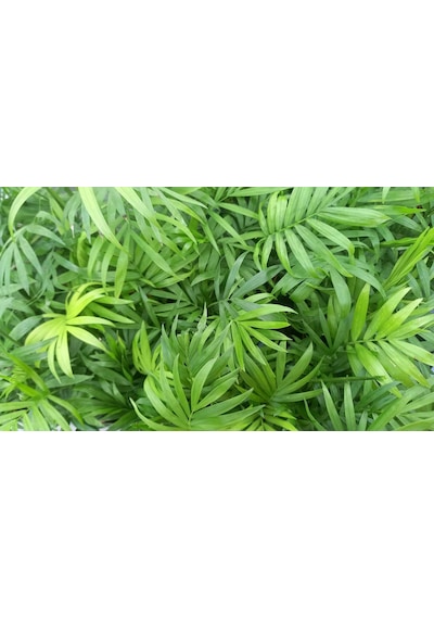 AREKA PALMİYESİ 3 ADET 20-25 cm - HEDİYELİK SALON OFİS BİTKİSİ