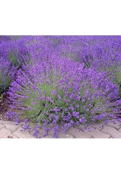 Blueviolet Moru Lavanta Fidanı Saksılı 3 Adet 10-20 Cm