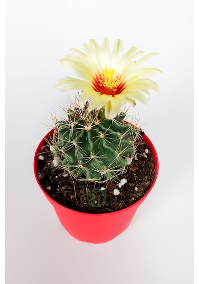 Thelocactus Ideas - Sari Çicekli Kaktüs - Hamato - 8.5 CM Kırmızı Saksıda