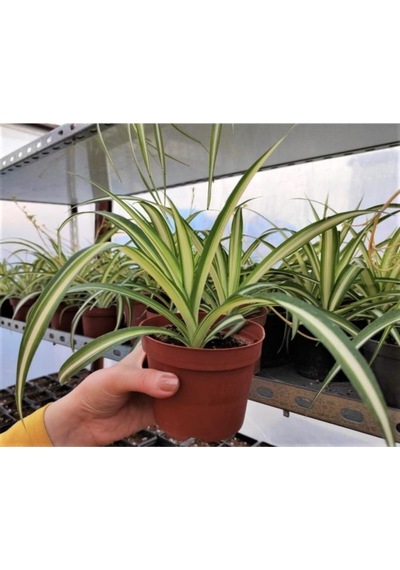 Kurdele Çiçeği 1 Adet Chlorophytum Comosum Kurdela Çiçeği 10-20 Cm