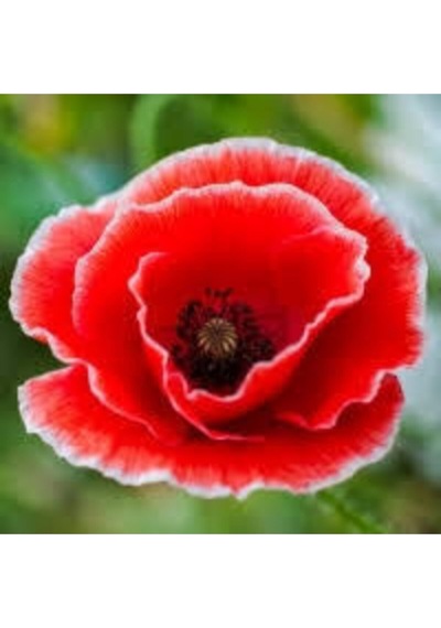 300 Adet Tohum Kırmızı Kır Gelincik Çiçeği Tohumu Sürpriz Saksı Toprak Hediye Bonsai Ağacı Tohum