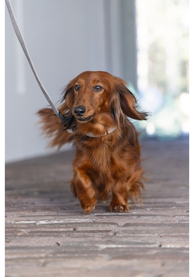 Hnrlıshp Beeztees Dbl Köpek Tasması, Kadife, Gri, 26-40cm, 15mm Çok Renkli