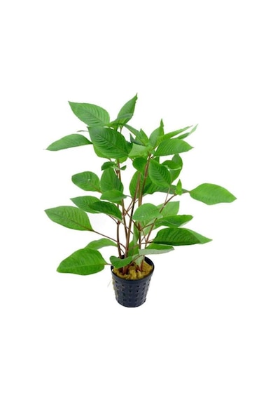 Hygrophila Corymbosa - Limon Saksı Canlı Bitki Tr-413155 Diğer