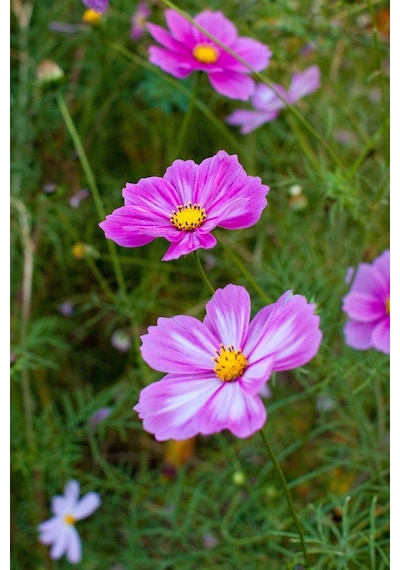 Picotee Cosmos Çiçeği Tohumu Kozmos Çiçeği