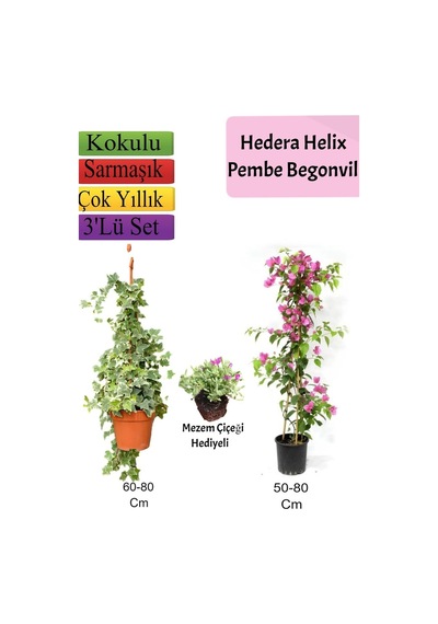 Hedera Hex Sarmaşığı+ Pembe Begonvil+ Mezem Çiçeği