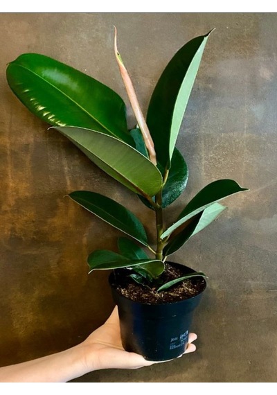 Hediyelik Mini Boy Kauçuk Çiçeği Canlı Yapraklı 20-45cm Ficus Elastica