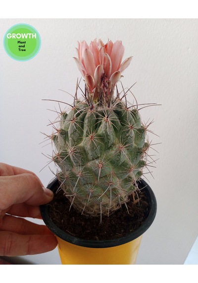 Coryphantha Pseudoechinus Kaktüs 1 Adet