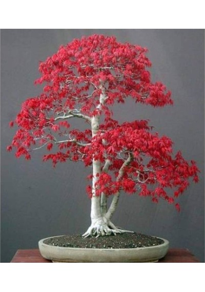 Acer Rubrum Bonsai Ekim Tohumu