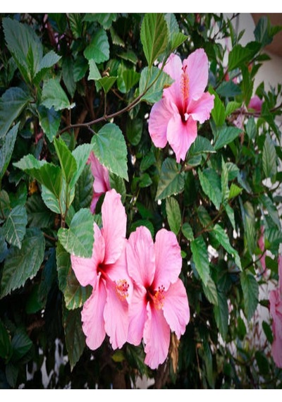 Japon Gülü Hibiscus Pembe Renk Çiçekli Kalın Yapraklı Ithal Iç Mekan Bitkisi