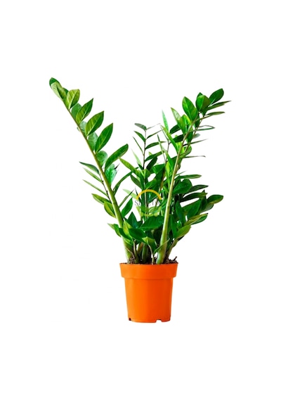 Zamioculcas Zamifolia Zamia Çiçeği 60-70cm