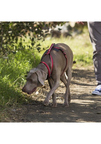 Köpek Koşum Takımı, 3m Reflektör Şeritli Ve Yumuşak Neopren Dolgulu Sap, X-küçük, Mor
