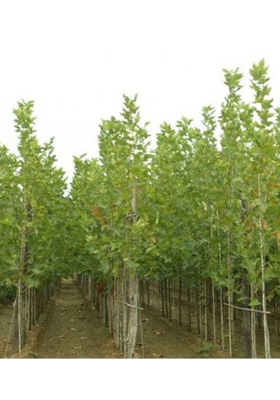 Çınar Fidanı 150-200 Cm Tüplü