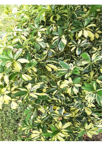 Videolu Çift Dal Ev Hediyesi Alacalı Şeflera Çiçeği 40-70 Cm Saksılı Iç Mekan Bitki Schefflera
