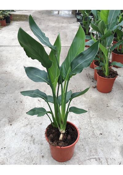 Strelitzia Reginae - Starliçya Cennet Kuşu - Ev Ve Ofis Bitkisi