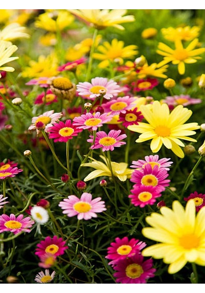 Renkli Yaz Papatyası 20-45 Cm 2 Adet Saksılı/tüplü Dış Mekan Sarmaşık Summer Marigold