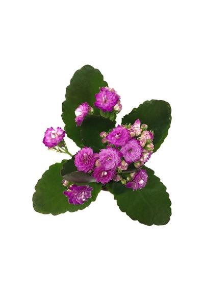 Kalanchoe Calandiva 'Purple' (Kalanşo Çiçeği) Ø5,5 CM Y0-10 CM