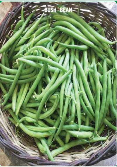 Yerli Eymen Oturak Fasulye Tohumu 100 GR