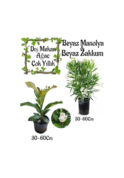 Manolya Ağacı 1 Adet Saksılı+beyaz Zakkum1 Adet Saksılı Bahçe Seti Nerium Oleander