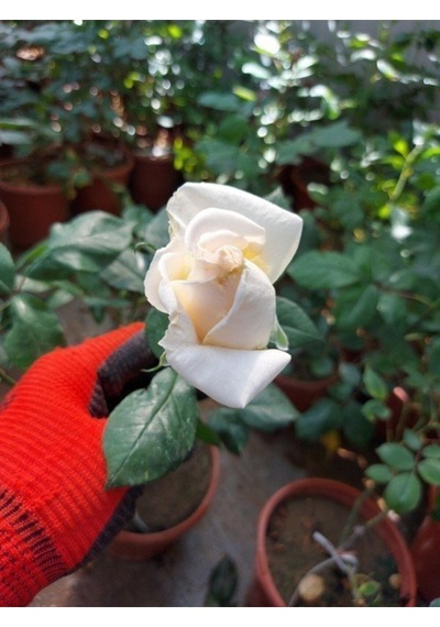 Videolu Aşılı Yediveren Kokulu Krem Gül Fidanı 10-15 Cm Saksılı Cream Rose Sapling