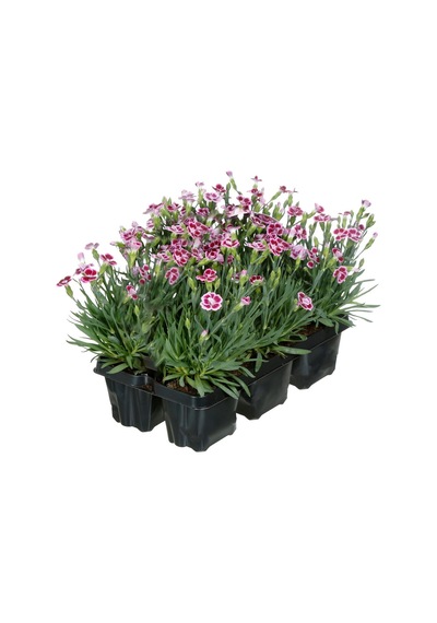 Çin Karanfili Dianthus Sinensis Pembe 5 Adet