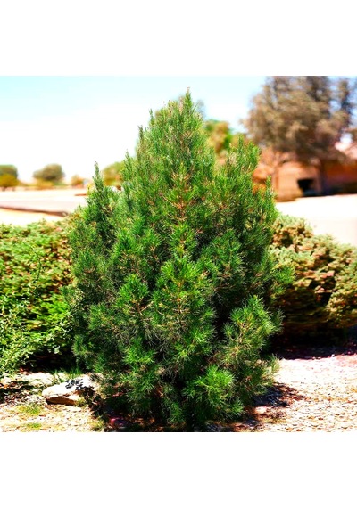 Elder Çamı Fidanı 3 Adet - Pinus Elderica 30-40 Cm