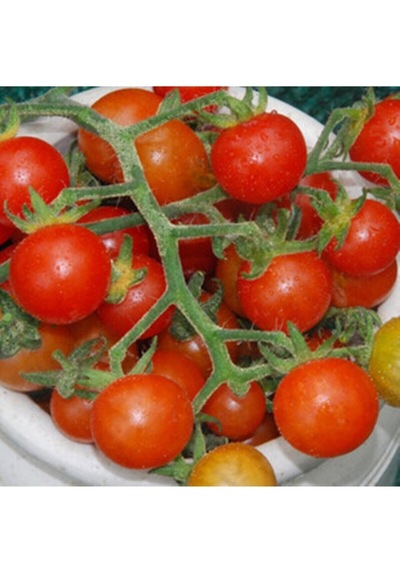 Hawaiian Currant Domates Tohumu