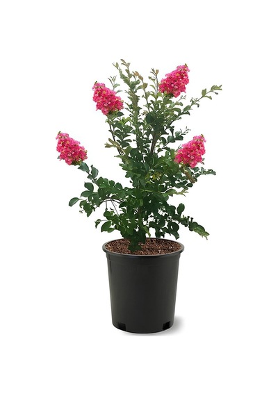 Oya Ağacı Pembe Renk 1 Adet Saksılı/tüplü 30-60cm Dış Mekan Bitkisi