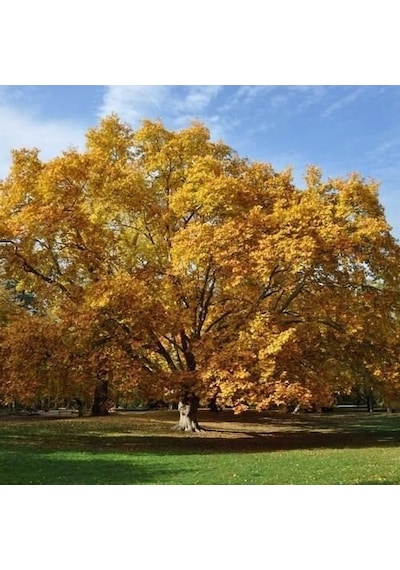 Batı Çınarı Fidanı 10 Adet - Platanus Occidentalis