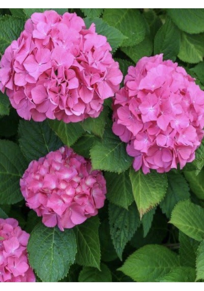 Ortanca Çiçeği Pembe Renk, Saksılı 30-40 Cm Çok Dalli