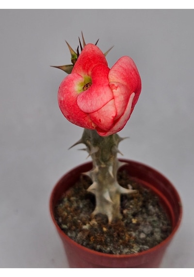 Taylanda Mili - Dikenler Tacı Iri Ebrulî Çiçek Açan Bitki Boyu 5-7 Cm'dir 5.5cm Saksılı-9088096634096