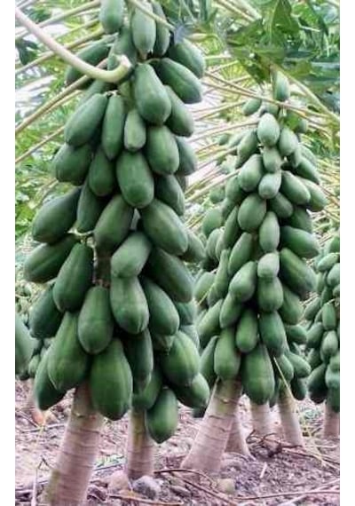 Papaya Ağacı Ekim Seti 3 Tohum + Saksı + Toprak +