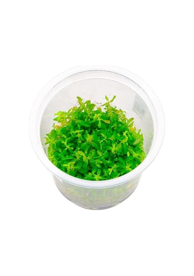 Rotala Ceylon In Canlı Bitki