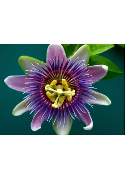 Passiflora Çarkıfelek Çiçek Tohumu 15-20 Tohum