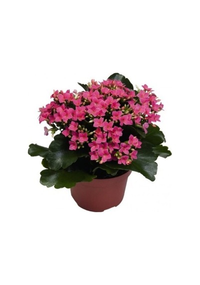 Kalanşo Çiçeği Kalanchoe Çiçeği Bitki Ev Ofis Bitkisi 20 25 Cm Pembe