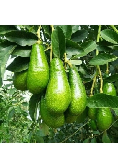 Aşılı Wurtz Bodur - Little Cado Avokado Fidanı 50-70 Cm - Tüplü Saksıda Yetişmeye En Uygun Gerçek Bodur Tür