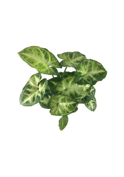 Syngonium Podophyllum 'Pixie' (Melek Kanadı Çiçeği) Ø5,5 CM Y10-15 CM