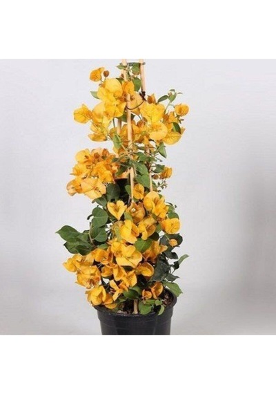 Sarı Renkli Begonvil Fidanı Bougainvillea