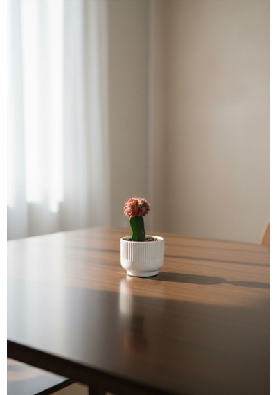 Mine Garden Özel Tasarım Alacalı Ay Kaktüsü - Gymnocalycium Mihanovichii Variegata Beyaz Oluklu Saksıda