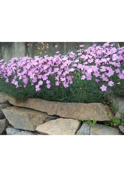 Dianthus Kır Pembesi Çiçeği Tohumu 50 Adet